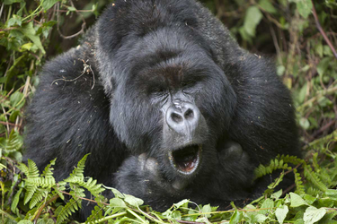 OpenGraph image for newscientist.com/article/2078781-wild-gorillas-compose-happy-songs-that-they-hum-during-meals/?utm_content=buffer77259&utm_medium=social&utm_source=twitter.com&utm_campaign=buffer