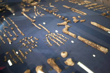 OpenGraph image for newscientist.com/article/2128834-homo-naledi-is-only-250000-years-old-heres-why-that-matters/