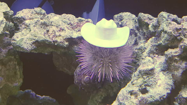 OpenGraph image for newsweek.com/sea-urchin-hats-saltwater-aquarium-cowboy-viking-top-hat-3d-printing-1500500