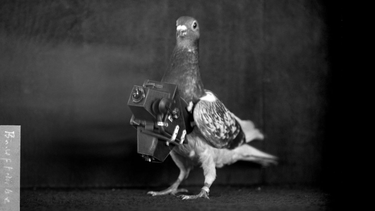 OpenGraph image for newyorker.com/culture/photo-booth/the-turn-of-the-century-pigeons-that-photographed-earth-from-above