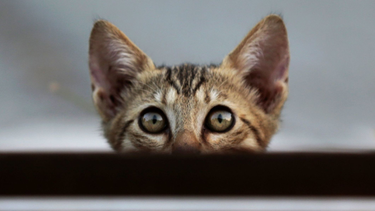 OpenGraph image for npr.org/2019/04/04/709916647/study-your-cat-knows-when-youre-calling-him-he-just-doesnt-care