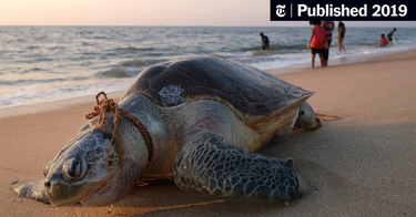 OpenGraph image for nytimes.com/2019/05/06/climate/biodiversity-extinction-united-nations.html?smid=nytcore-ios-share