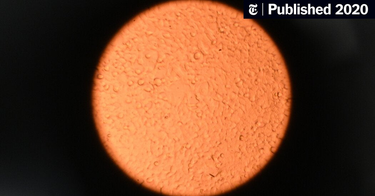 OpenGraph image for nytimes.com/2020/10/08/health/trump-covid-fetal-tissue.html