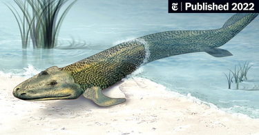 OpenGraph image for nytimes.com/2022/04/29/science/tiktaalik-fish-fossil-meme.html