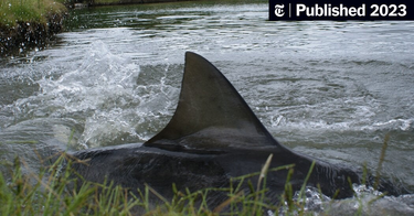 OpenGraph image for nytimes.com/2023/09/12/science/sharks-golf-course-australia.html