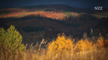 OpenGraph image for nzz.ch/feuilleton/eulen-nach-schlesien-olga-tokarczuk-und-ihre-heimat-ld.1514625