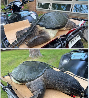 OpenGraph image for reddit.com/r/AbsoluteUnits/comments/x5mcov/this_snapping_turtle_found_washed_up_on_the_beach