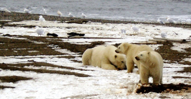 OpenGraph image for reuters.com/world/us/biden-administration-announce-cancellation-alaska-wildlife-drilling-leases-2023-09-06/