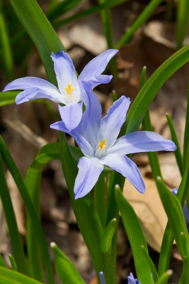 OpenGraph image for rhs.org.uk/Plants/3739/Chionodoxa-forbesii/Details