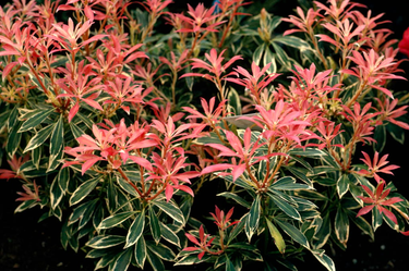 OpenGraph image for rhs.org.uk/Plants/70734/Pieris-Flaming-Silver-(v)/Details