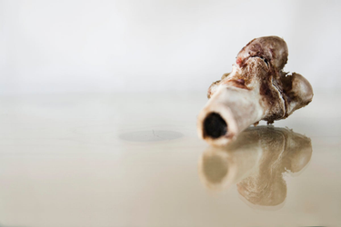 OpenGraph image for scientificamerican.com/article/fat-not-meat-may-have-led-to-bigger-hominin-brains/