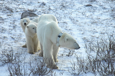 OpenGraph image for scientificamerican.com/article/polar-bears-rsquo-dropped-gps-collars-reveal-how-ice-drifts/