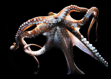 OpenGraph image for scientificamerican.com/article/the-mind-of-an-octopus/?utm_content=buffer6dfb1&utm_medium=social&utm_source=twitter.com&utm_campaign=buffer