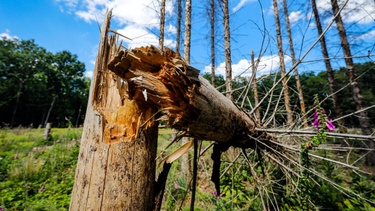 OpenGraph image for spiegel.de/wissenschaft/natur/borkenkaefer-trockenheit-klimawandel-deutschlands-wald-in-der-krise-a-eb28124e-f3f3-40ea-ba4b-24570f850ff4