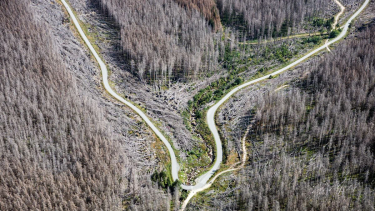 OpenGraph image for sueddeutsche.de/wissen/duerre-klimawandel-waldsterben-borkenkaefer-trockenheit-1.5235883