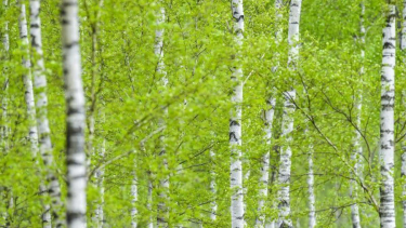 OpenGraph image for sueddeutsche.de/wissen/wissenschaft-warmer-fruehling-verschaerft-klimawandel-effekt-dpa.urn-newsml-dpa-com-20090101-200610-99-379121