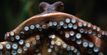 OpenGraph image for theatlantic.com/science/archive/2017/04/octopuses-do-something-really-strange-to-their-genes/522024/