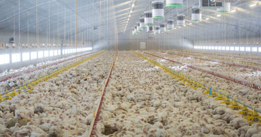 OpenGraph image for thebureauinvestigates.com/stories/2017-07-17/megafarms-uk-intensive-farming-meat