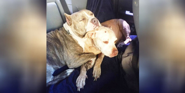 OpenGraph image for thedodo.com/pit-bull-ban-montreal-passed-2019462088.html