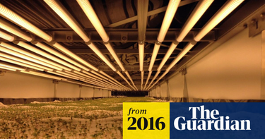 OpenGraph image for theguardian.com/environment/2016/aug/14/world-largest-vertical-farm-newark-green-revolution?utm_content=buffer283a4&utm_medium=social&utm_source=twitter.com&utm_campaign=buffer