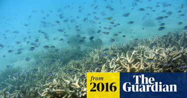OpenGraph image for theguardian.com/environment/2016/nov/29/great-barrier-reef-scientists-confirm-largest-die-off-of-corals-recorded?CMP=Share_iOSApp_Other