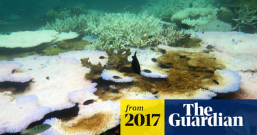 OpenGraph image for theguardian.com/environment/2017/apr/10/great-barrier-reef-terminal-stage-australia-scientists-despair-latest-coral-bleaching-data?CMP=edit_2221