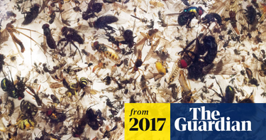OpenGraph image for theguardian.com/environment/2017/oct/18/warning-of-ecological-armageddon-after-dramatic-plunge-in-insect-numbers?CMP=Share_iOSApp_Other