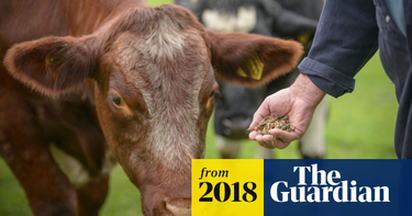 OpenGraph image for theguardian.com/environment/2018/dec/15/legal-plastic-content-in-animal-feed-could-harm-human-health-experts-warn?CMP=share_btn_tw