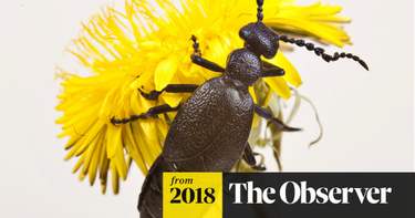 OpenGraph image for theguardian.com/environment/2018/jun/17/where-have-insects-gone-climate-change-population-decline