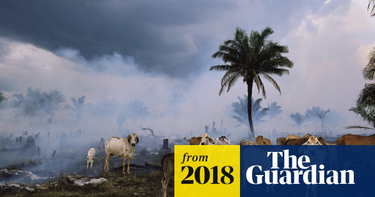 OpenGraph image for theguardian.com/environment/2018/oct/30/humanity-wiped-out-animals-since-1970-major-report-finds?CMP=twt_a-environment_b-gdneco