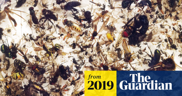 OpenGraph image for theguardian.com/environment/2019/feb/10/plummeting-insect-numbers-threaten-collapse-of-nature?CMP=Share_iOSApp_Other