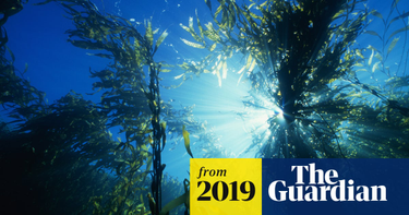 OpenGraph image for theguardian.com/environment/2019/mar/04/heatwaves-sweeping-oceans-like-wildfires-scientists-reveal?CMP=Share_iOSApp_Other