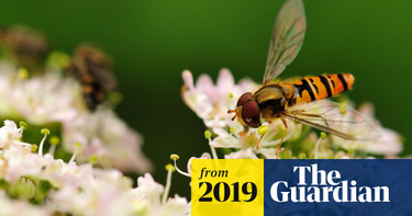 OpenGraph image for theguardian.com/environment/2019/mar/26/widespread-losses-of-pollinating-insects-revealed-across-britain?CMP=Share_iOSApp_Other