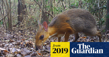 OpenGraph image for theguardian.com/environment/2019/nov/11/mouse-deer-not-seen-nearly-30-years-found-alive-vietnam