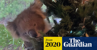 OpenGraph image for theguardian.com/environment/2020/dec/03/on-the-first-day-of-australian-family-finds-live-koala-in-their-christmas-tree?CMP=Share_iOSApp_Other