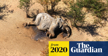 OpenGraph image for theguardian.com/environment/2020/jul/01/more-than-350-elephants-dead-in-mysterious-mass-die-off-botswana-aoe?CMP=Share_iOSApp_Other