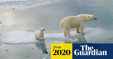 OpenGraph image for theguardian.com/environment/2020/jul/20/most-polar-bears-to-disappear-by-2100-study-predicts-aoe?CMP=Share_iOSApp_Other