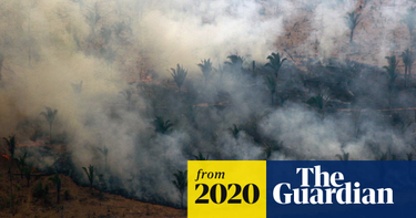 OpenGraph image for theguardian.com/environment/2020/jun/02/football-pitch-area-tropical-rainforest-lost-every-six-seconds?CMP=Share_iOSApp_Other