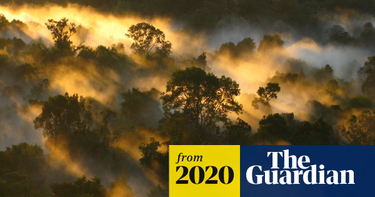 OpenGraph image for theguardian.com/environment/2020/mar/04/tropical-forests-losing-their-ability-to-absorb-carbon-study-finds?CMP=Share_iOSApp_Other