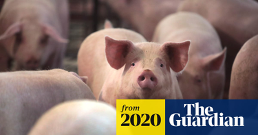 OpenGraph image for theguardian.com/environment/2020/may/19/millions-of-us-farm-animals-to-be-culled-by-suffocation-drowning-and-shooting-coronavirus