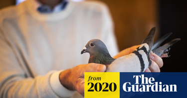 OpenGraph image for theguardian.com/environment/2020/nov/15/belgian-racing-pigeon-sets-euros-16m-sale-record-auction