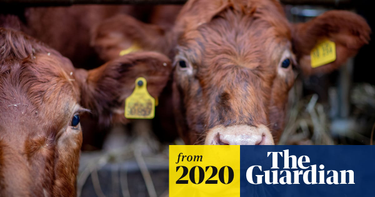 OpenGraph image for theguardian.com/environment/2020/sep/22/eu-farm-animals-produce-more-emissions-than-cars-and-vans-combined-greenpeace