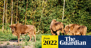 OpenGraph image for theguardian.com/environment/2022/jul/18/wild-bison-return-to-uk-for-first-time-in-thousands-of-years
