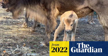 OpenGraph image for theguardian.com/environment/2022/oct/21/first-wild-bison-born-in-uk-for-millennia-after-surprise-pregnancy