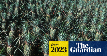 OpenGraph image for theguardian.com/environment/2023/aug/27/maui-wildfire-water-plantations-ecology?CMP=Share_iOSApp_Other