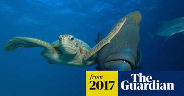 OpenGraph image for theguardian.com/environment/gallery/2017/dec/14/the-2017-comedy-wildlife-photography-awards