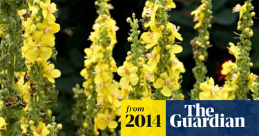 OpenGraph image for theguardian.com/lifeandstyle/2014/jun/06/gardens-verbascums