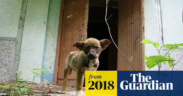 OpenGraph image for theguardian.com/lifeandstyle/2018/feb/05/dogs-chernobyl-abandoned-pets-stray-exclusion-zone?CMP=share_btn_tw