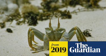 OpenGraph image for theguardian.com/science/2019/sep/11/ghost-crabs-use-teeth-in-stomachs-to-growl-at-predators?CMP=Share_iOSApp_Other