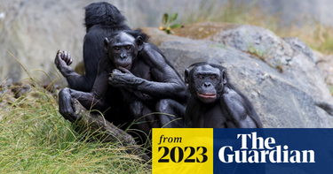 OpenGraph image for theguardian.com/science/2023/jun/07/origins-masturbation-traced-back-primates-40m-years-ago